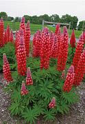 Image result for Lupinus nanus gallery red