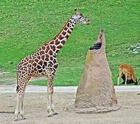 Image result for Zebra Eland San Diego Zoo