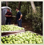 Image result for Wenatchee Apple Orchards