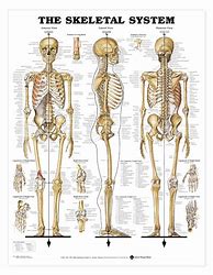 Image result for Human Skeleton Print