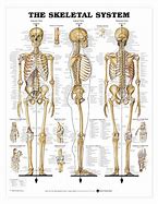 Image result for Schematic Diagram in Anatomy Examples