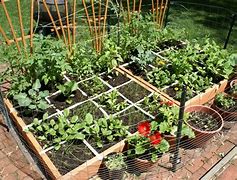 Image result for Square Foot Gardening Plant Layout