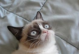 Image result for grumpiest cats no meme