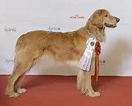 Image result for Second Biggest Dog in the World