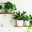 Image result for Green Plants Indoor Names