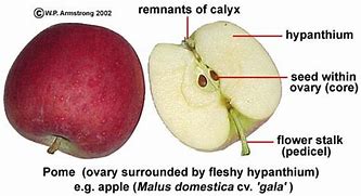 Image result for Apple Fruit Cell