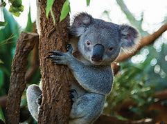 Image result for Koalas at Australia Zoo
