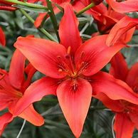 Image result for Lilium Red County