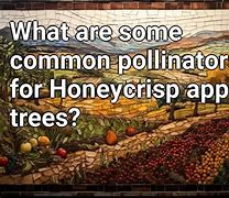 Image result for Apple Tree Pollination Chart