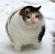 Image result for Sad Baby Cat Meme