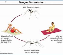 Image result for Dengue Transmission