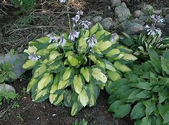 Image result for Hosta Captain Kirk