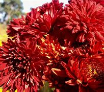 Image result for Maroon Chrysanthemum
