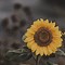 Image result for Sunflower iPhone Background