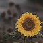 Image result for Sunflower iOS Wallpaper