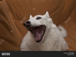 Image result for Frowing Dog Looking at Phone Meme