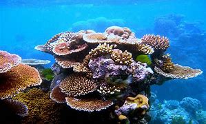 Image result for Coral Reef High Quality Wallpaper