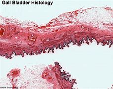 Image result for Histology Slide Printer