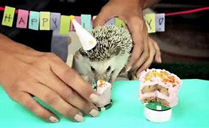 Image result for Hedgehog Birthday Meme