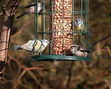 Image result for Bird Feeding Station
