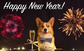 Image result for Corgi New Year's Eve