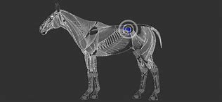 Image result for Equine Injuries