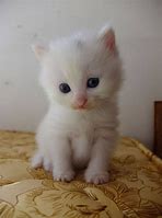 Image result for Cutest White Cat in the World