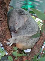 Image result for Koala Chlamydia