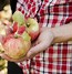 Image result for apples pick autumn