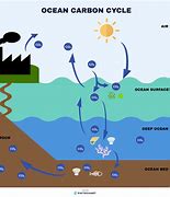 Image result for Carbon Dioxide Dissolved in Water