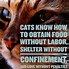 Image result for Big Cat Quotes