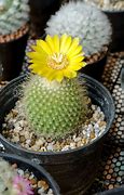 Image result for Flat Cactus Types