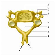 Image result for Vertebrae Cervicales