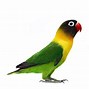 Image result for Red Bird Wallpaper