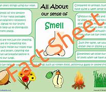 Image result for 5 Senses Smell