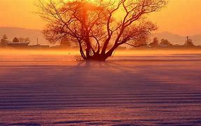 Image result for Apple Tree Winter