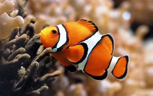 Image result for Apple Fish Wallpaper