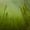 Image result for Types of Lake Weeds