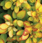 Image result for Berberis thunbergii Limoncello