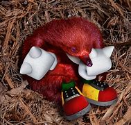 Image result for Real Life Knuckles Echidna