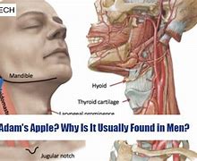 Image result for Advantages and Disadvantages of Adams Apple