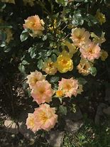 Image result for Golden Climber Rose