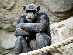 Image result for Angry Monkey Meme