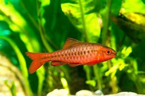 Image result for Rosy Barb Fish