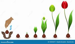 Image result for Spacing Tulip Bulbs