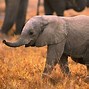 Image result for Elephant Nursery Wallpaper