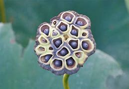 Image result for North Florida Lotus Seed Pod