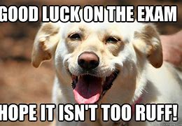 Image result for Good Luck Dog Meme