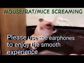 Image result for Mad Mouse Meme