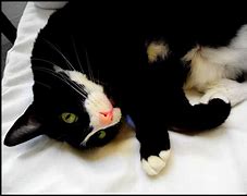 Image result for Cricket Cat Costume